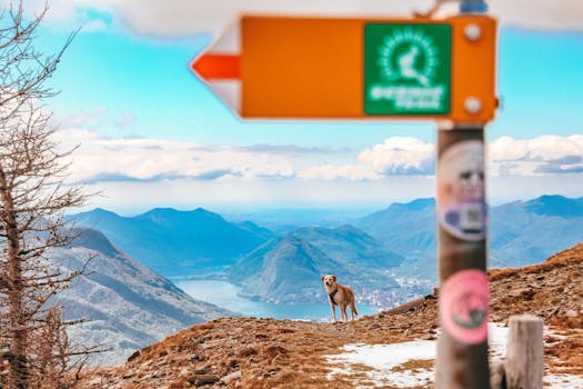 Ultimate Guide to Traveling Safely with Pets: Tips & Essentials